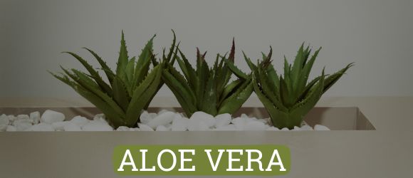 Aloe vera et maladies chroniques