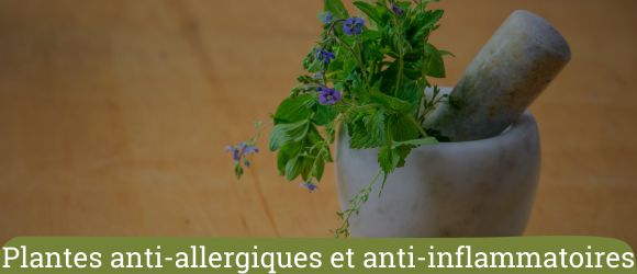 Plantes anti-allergiques et anti-inflammatoires